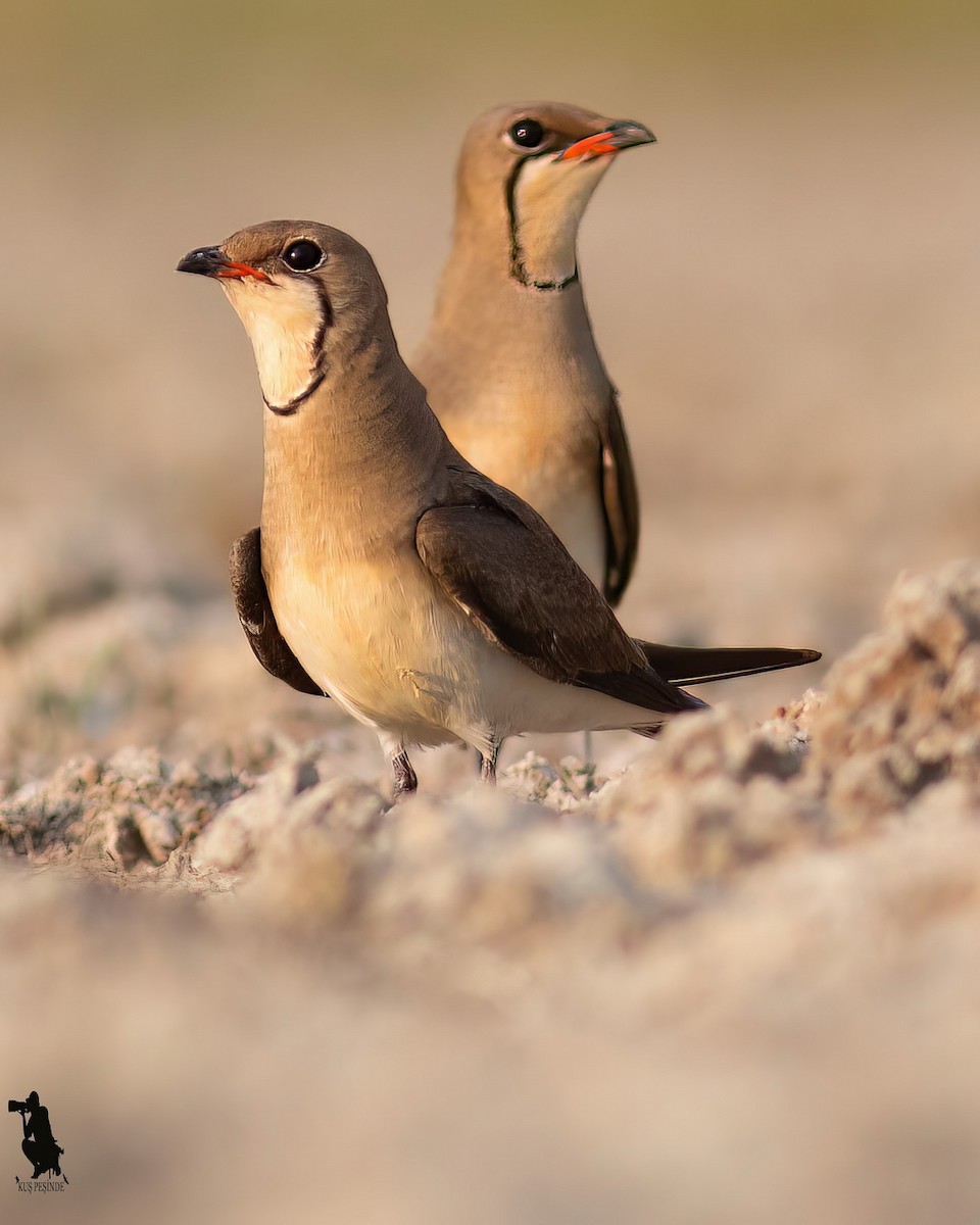 brakksvale - ML644742503