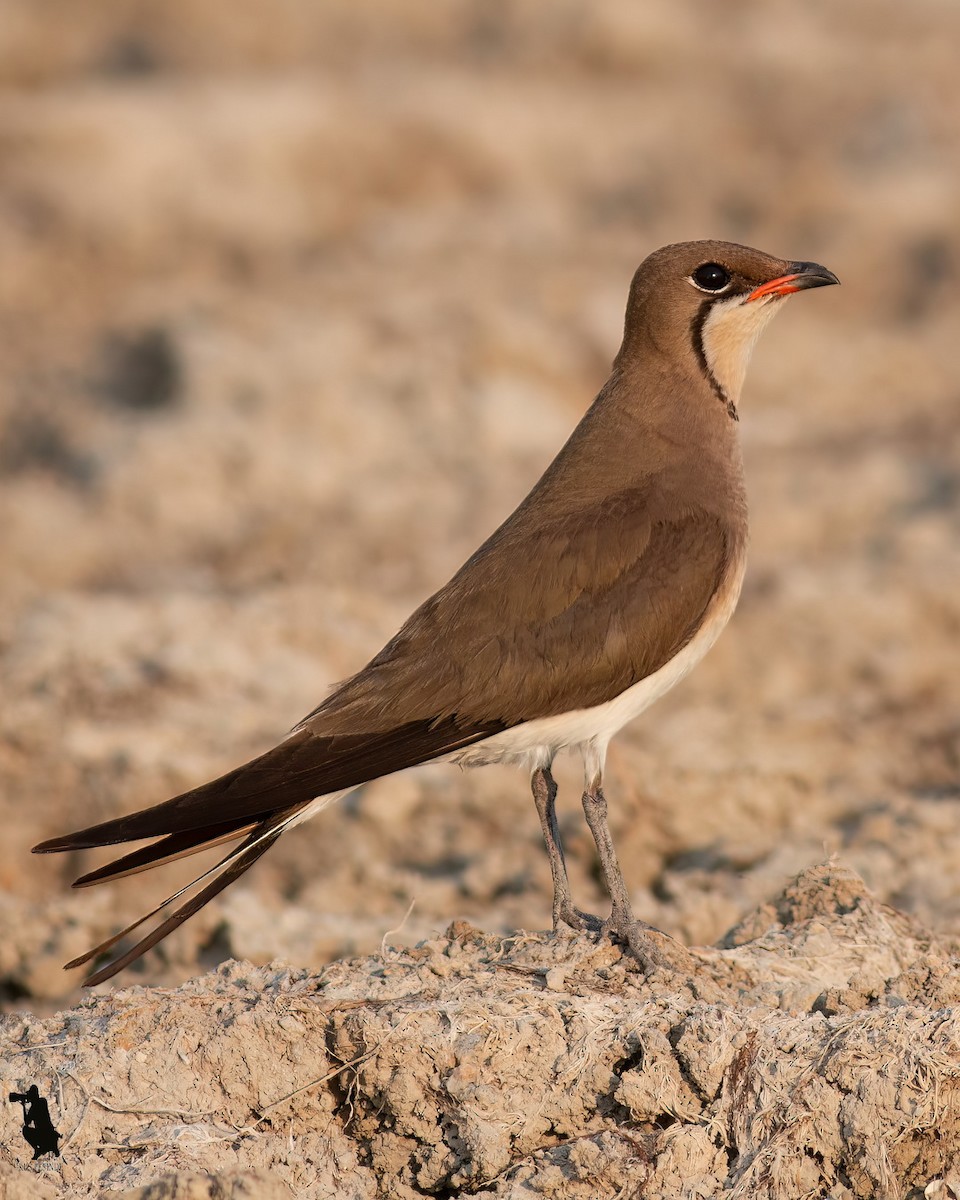 brakksvale - ML644742504