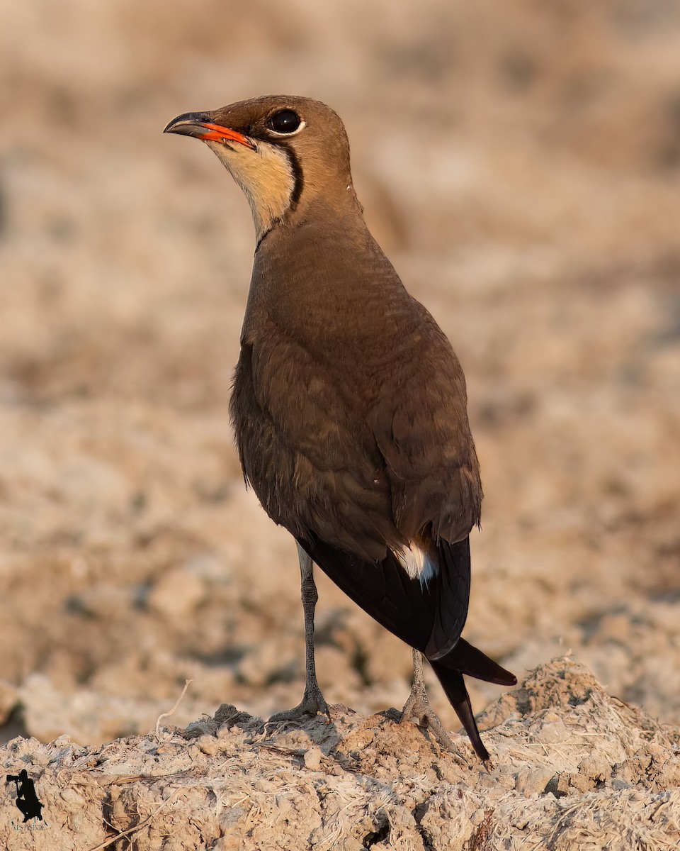 brakksvale - ML644742505