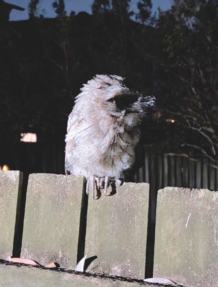 オーストラリアガマグチヨタカ - ML644742508