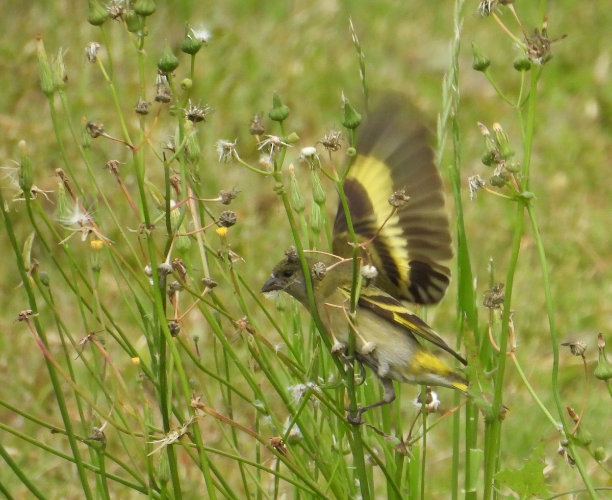 Hooded Siskin - ML644742509