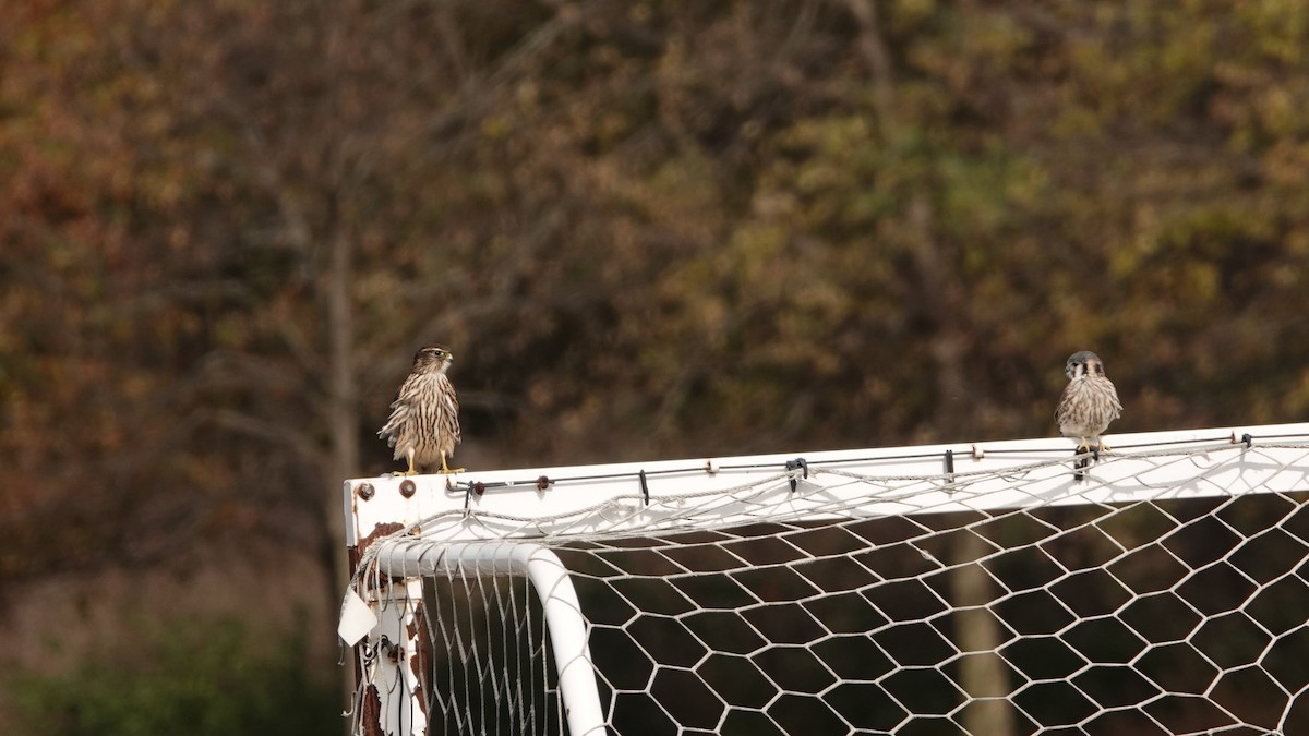 Buntfalke - ML644742511