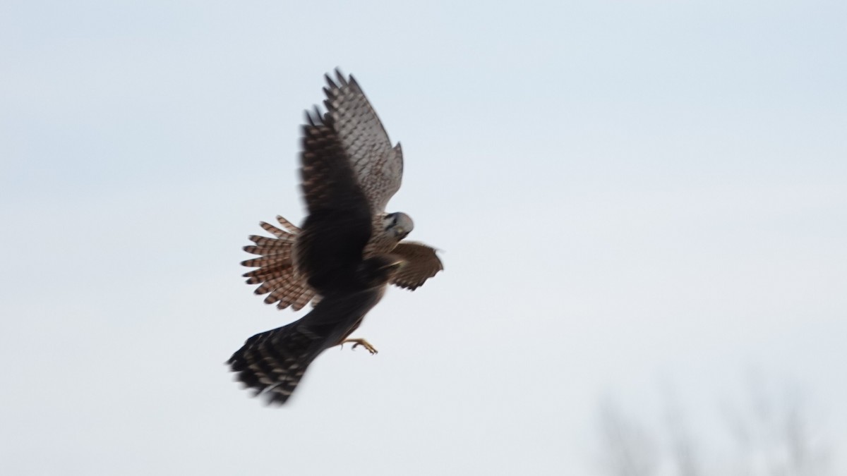 Buntfalke - ML644742512