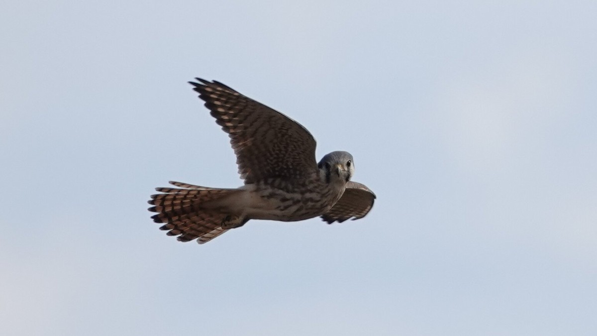 Buntfalke - ML644742514