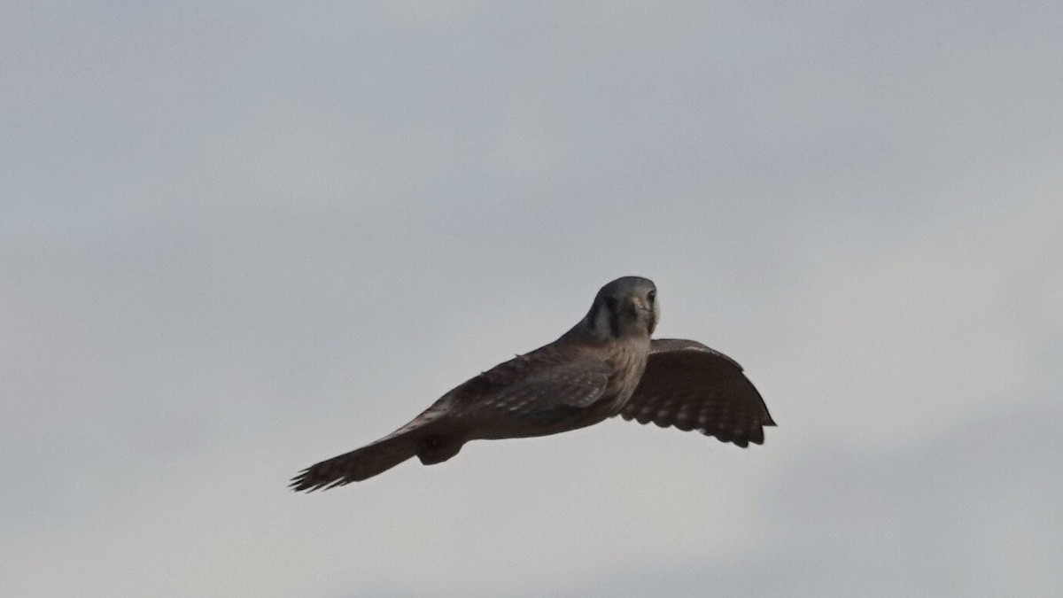 Buntfalke - ML644742515