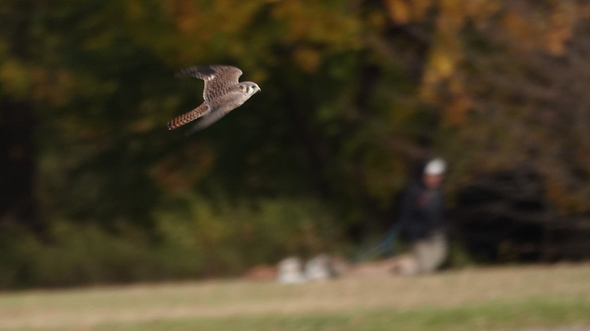 Buntfalke - ML644742516