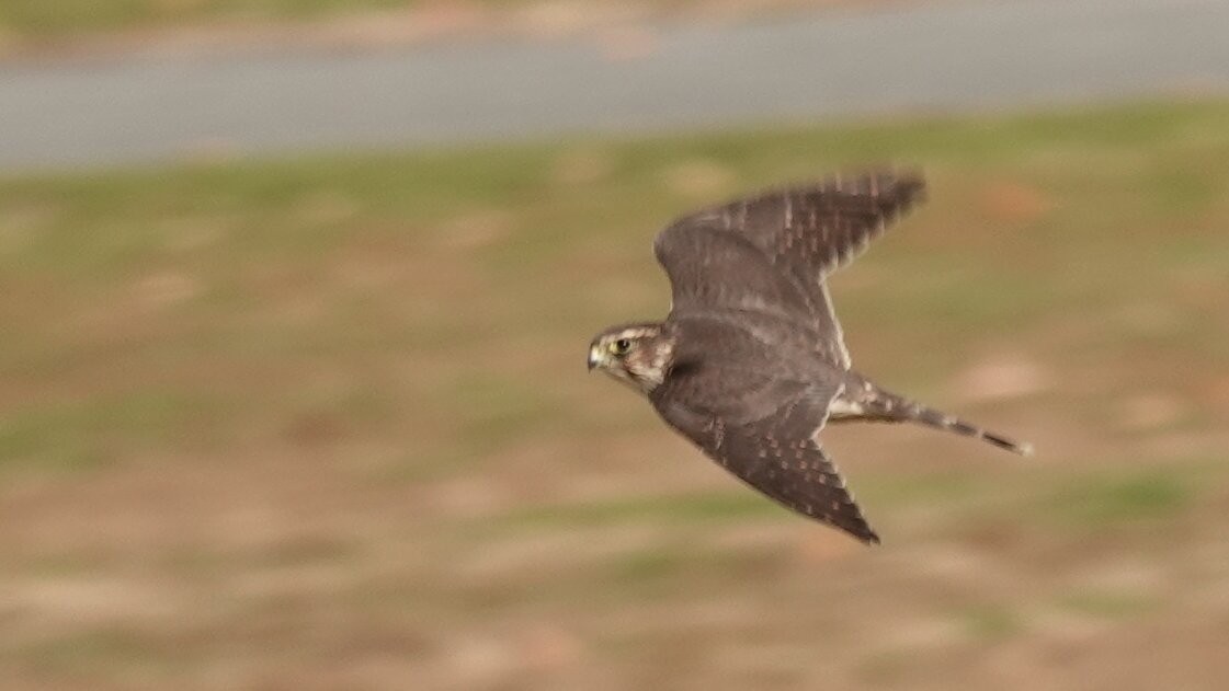 Merlin - ML644742518