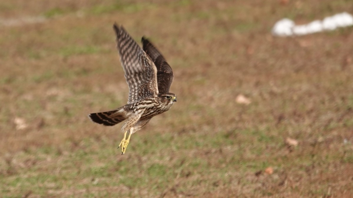 Merlin - ML644742519