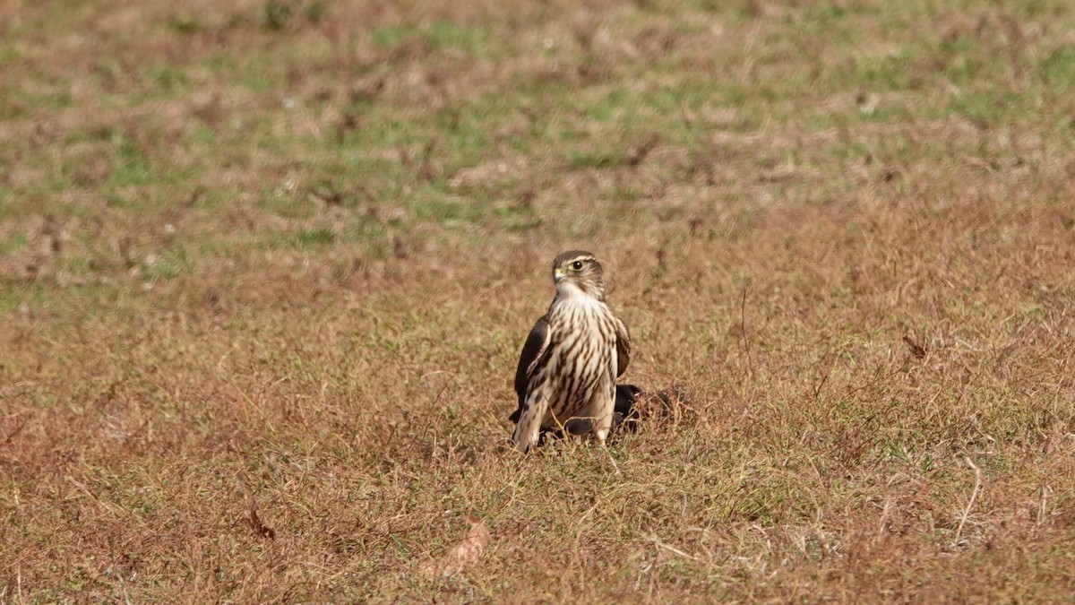 Merlin - ML644742520