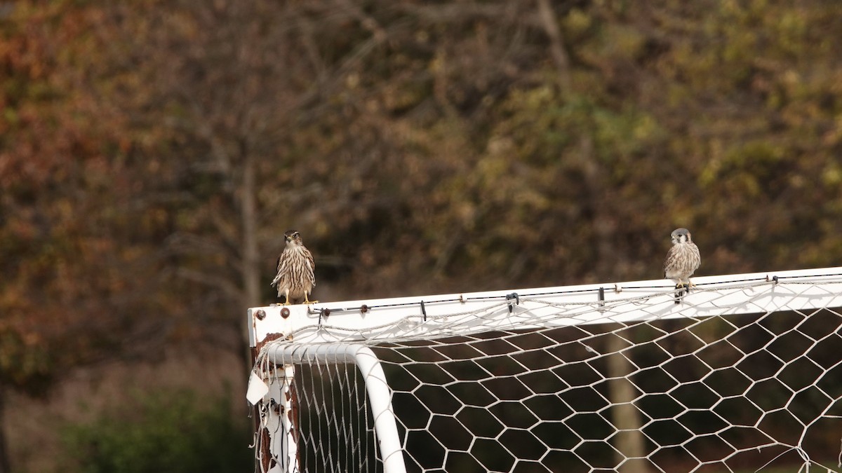 Merlin - ML644742521