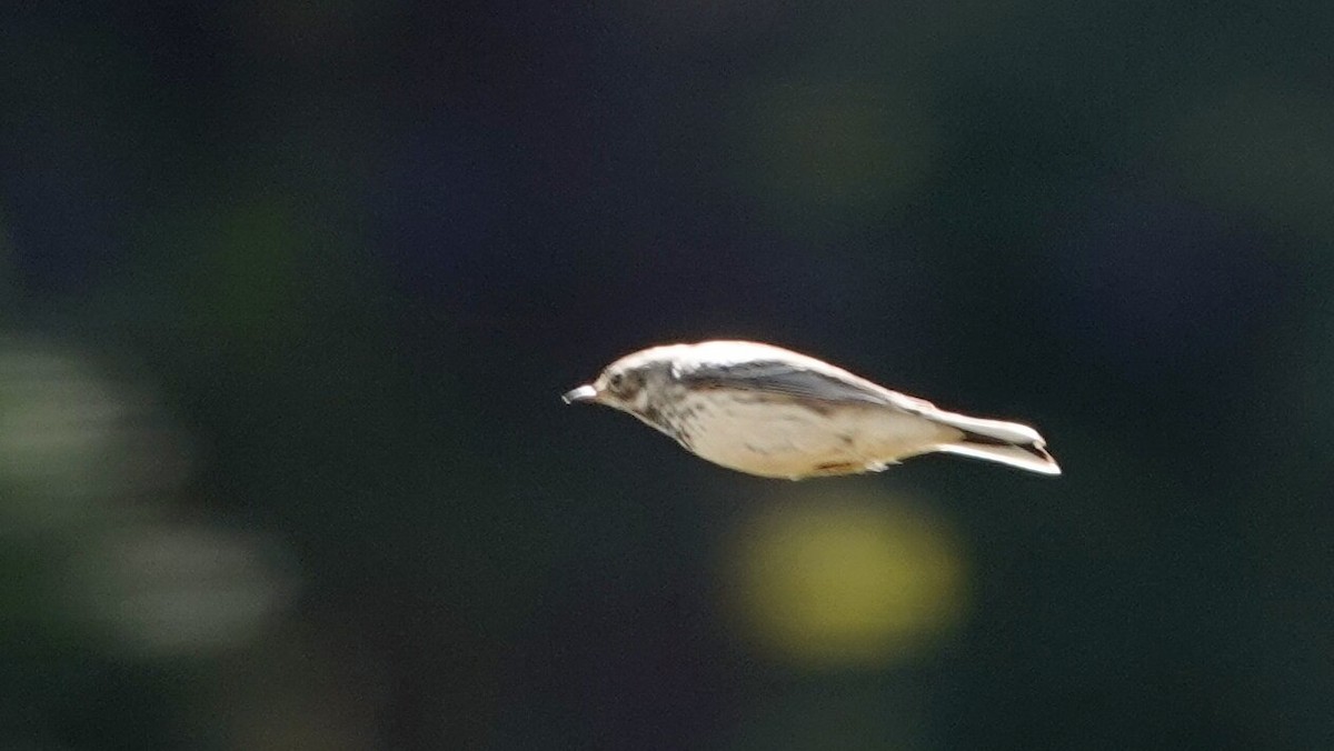 Amerikapieper - ML644742531