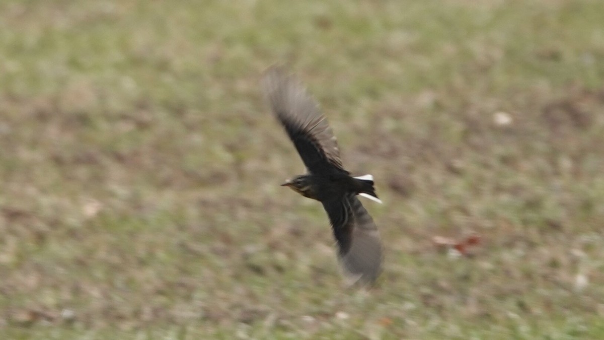 Amerikapieper - ML644742532