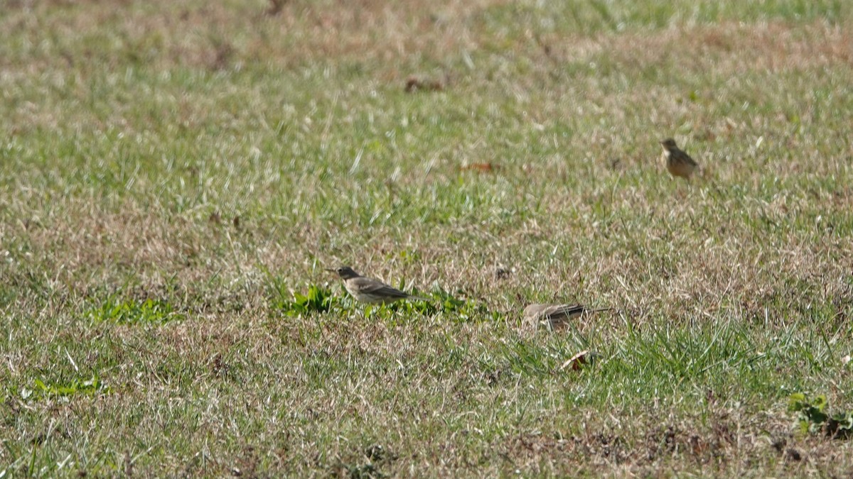 Amerikapieper - ML644742533