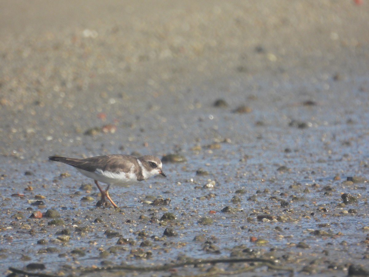 Semipalmated Plover - ML644742550