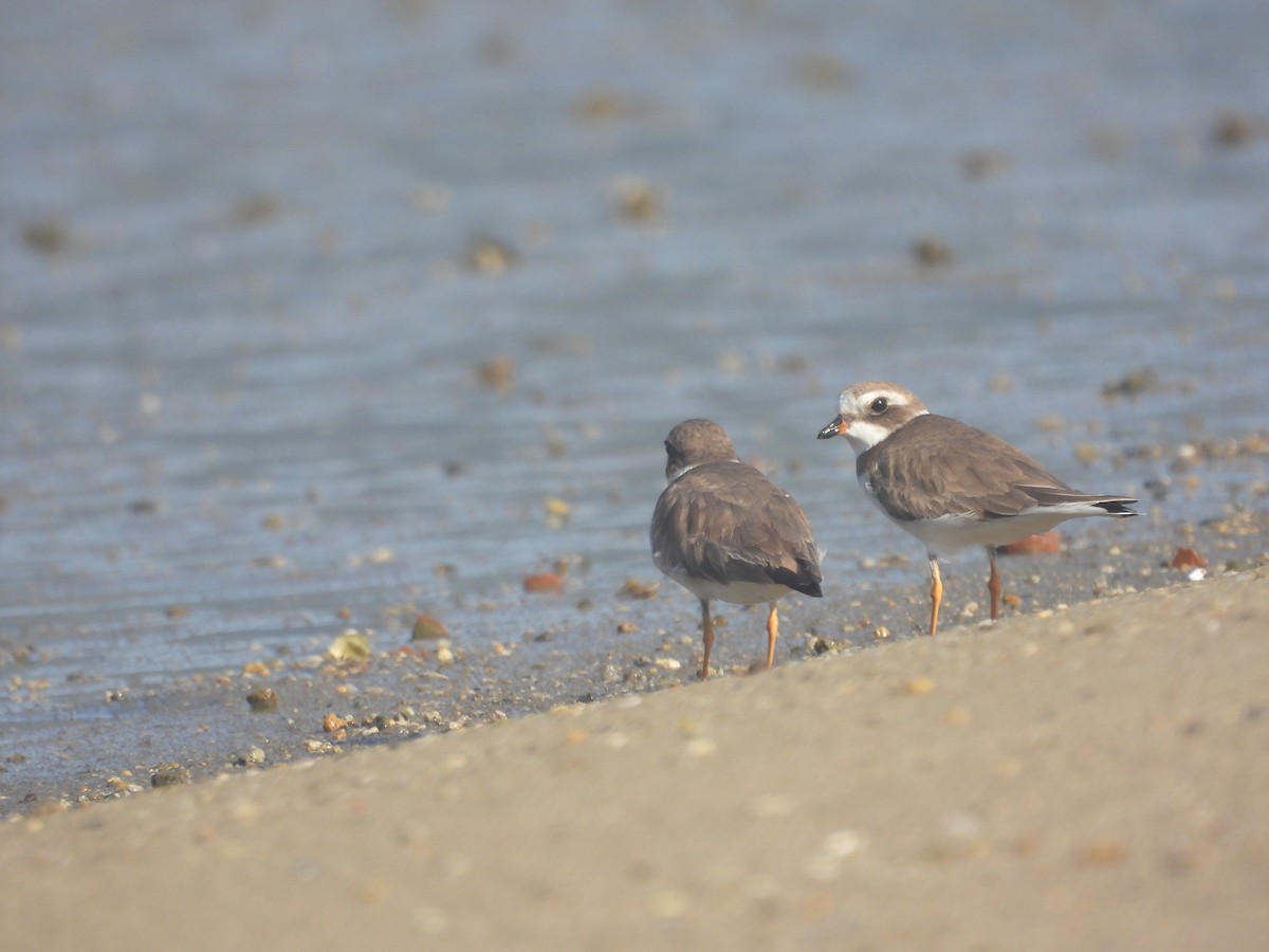 Semipalmated Plover - ML644742551