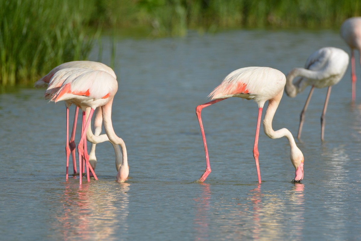 Flamenko handia - ML644742558