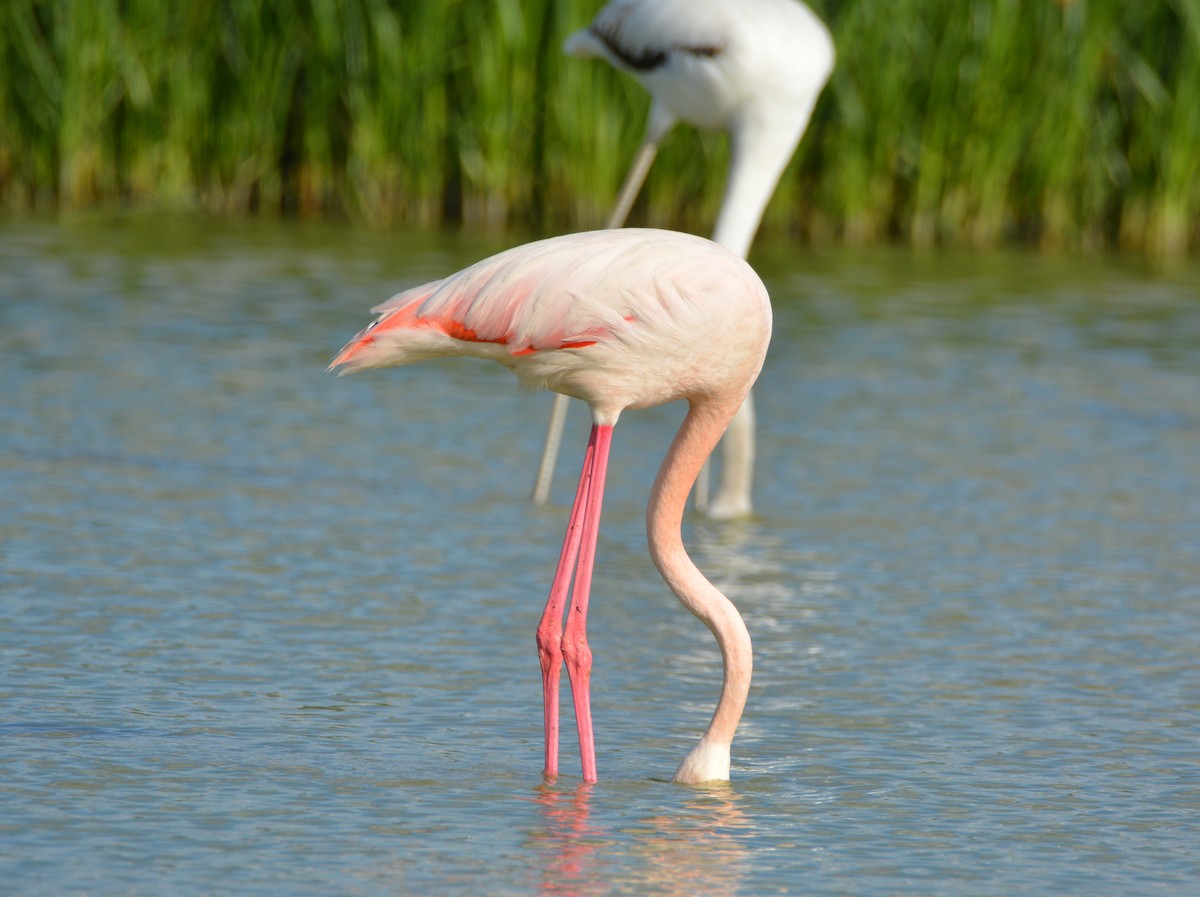 Flamenko handia - ML644742559