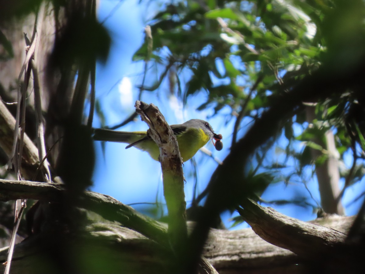 gulbrystflueskvett - ML644742570