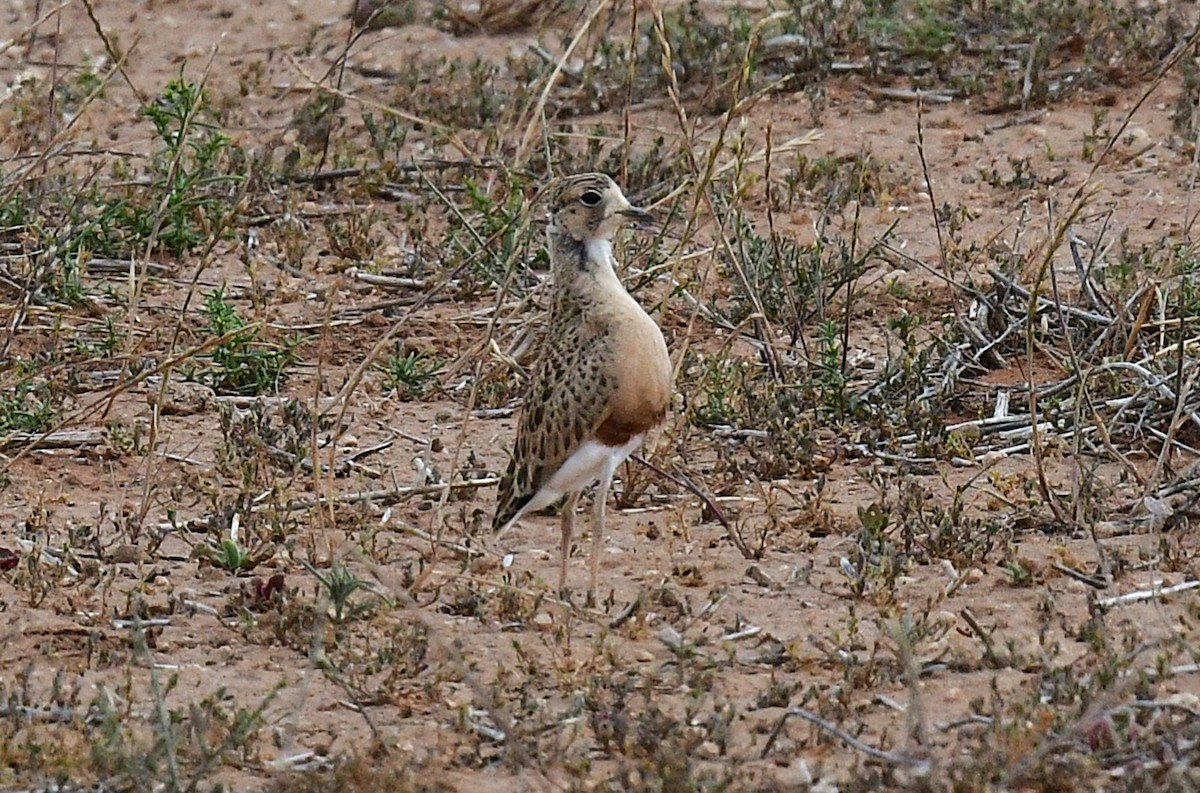 ørkenboltit - ML644742576