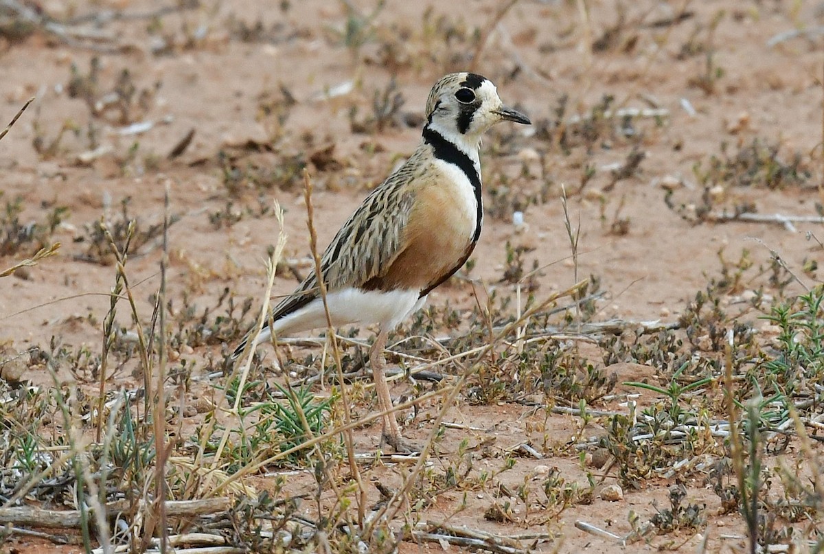 ørkenboltit - ML644742577