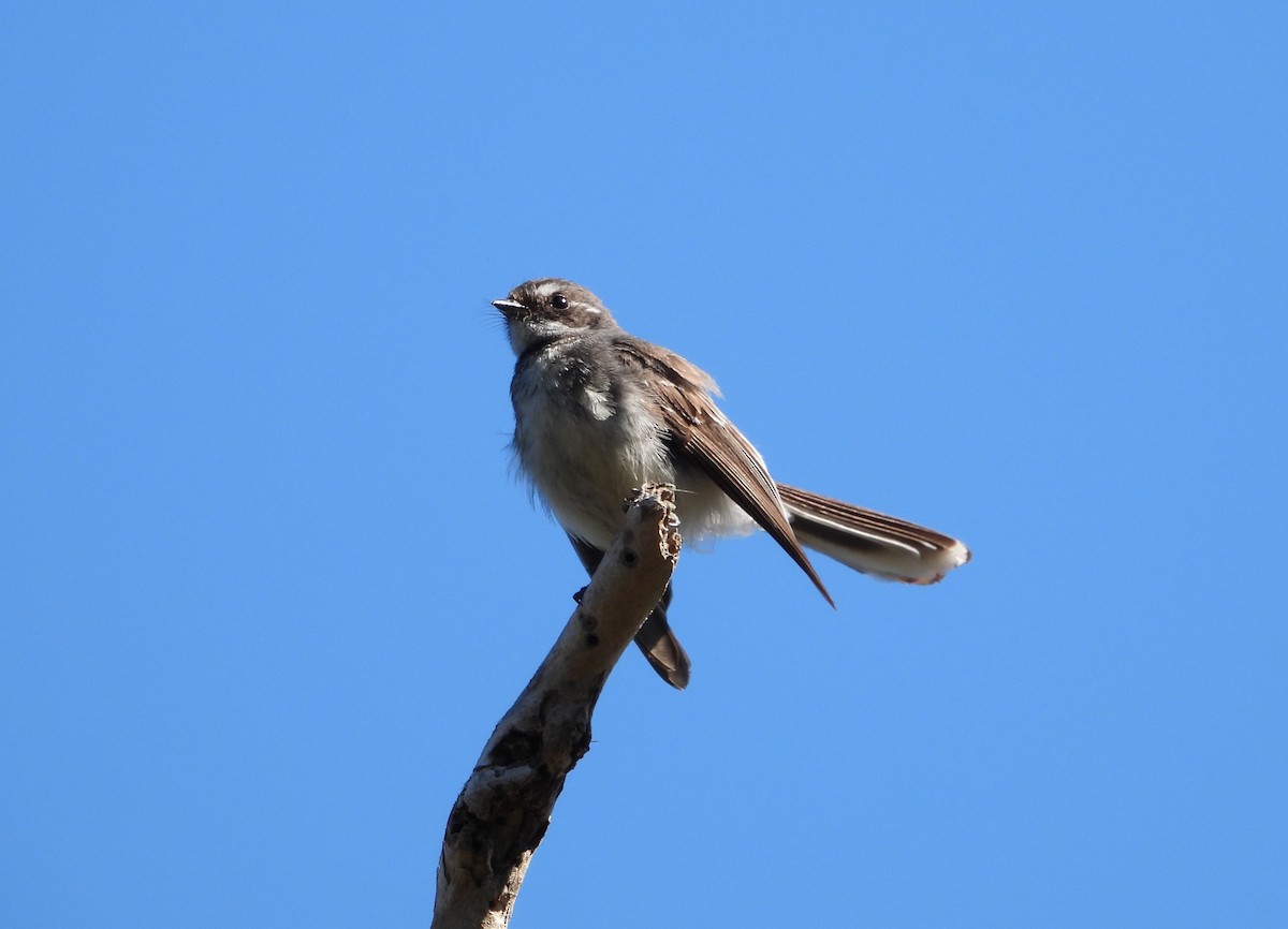 Gray Fantail - ML644742578