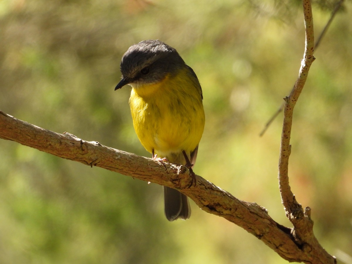 gulbrystflueskvett - ML644742581