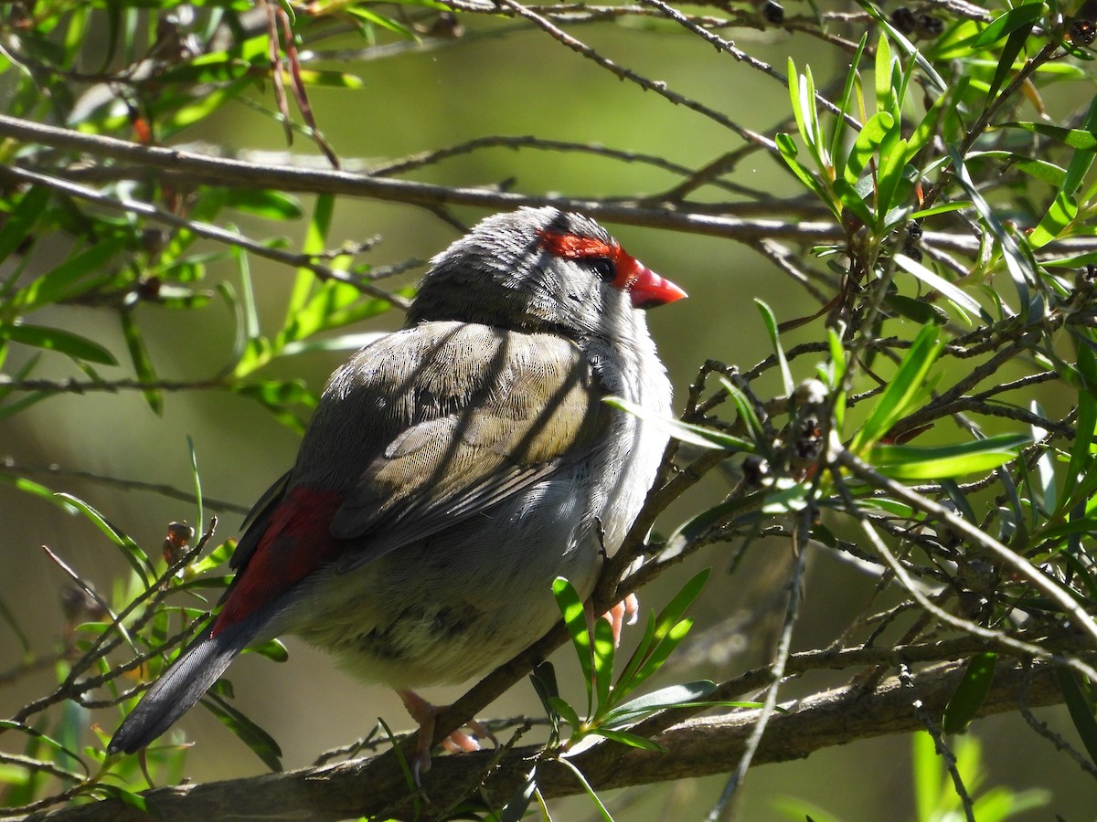 Red-browed Firetail - ML644742582