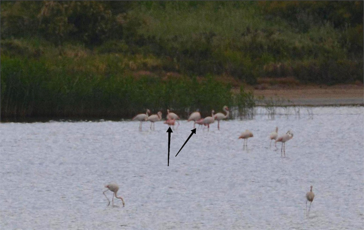 Zwergflamingo - ML644742583