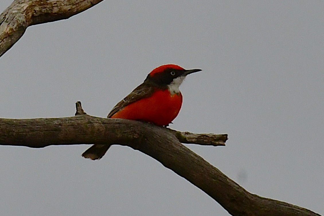 karminhonningskvett - ML644742588