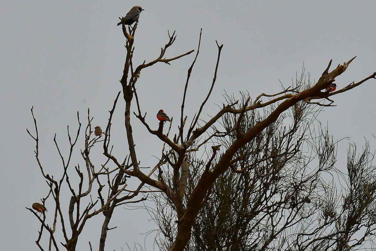 karminhonningskvett - ML644742589