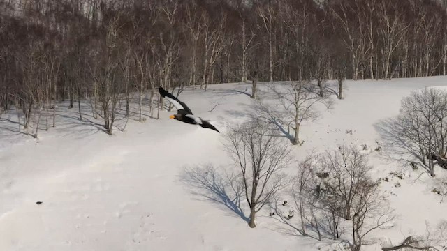 Steller's Sea-Eagle - ML644742591