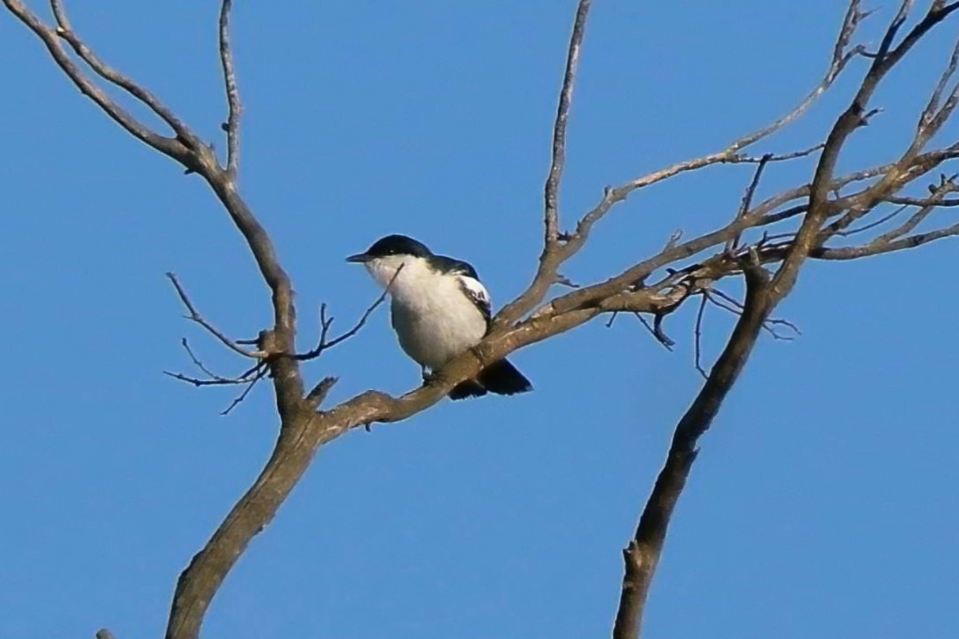 White-winged Triller - ML644742592