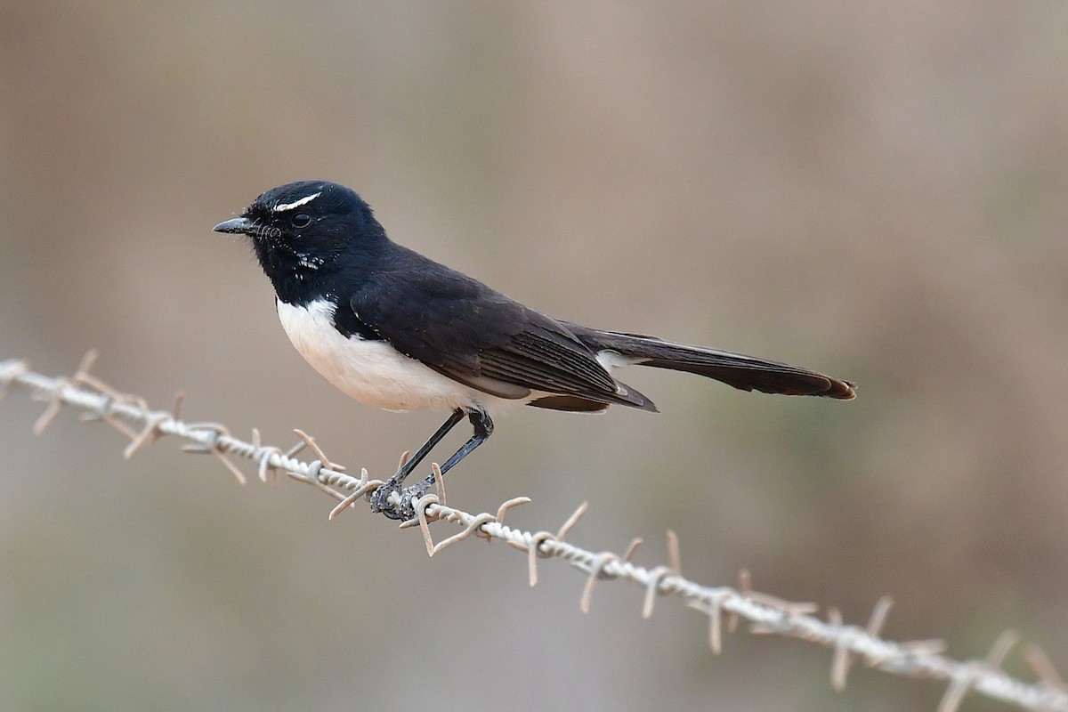 gallaviftestjert - ML644742597