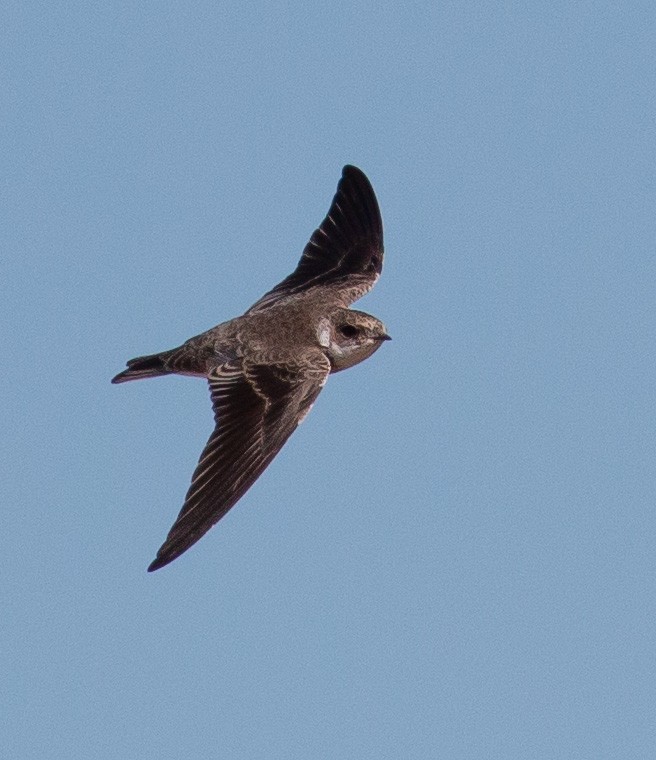 Uhalde-enara arrunta - ML644742598