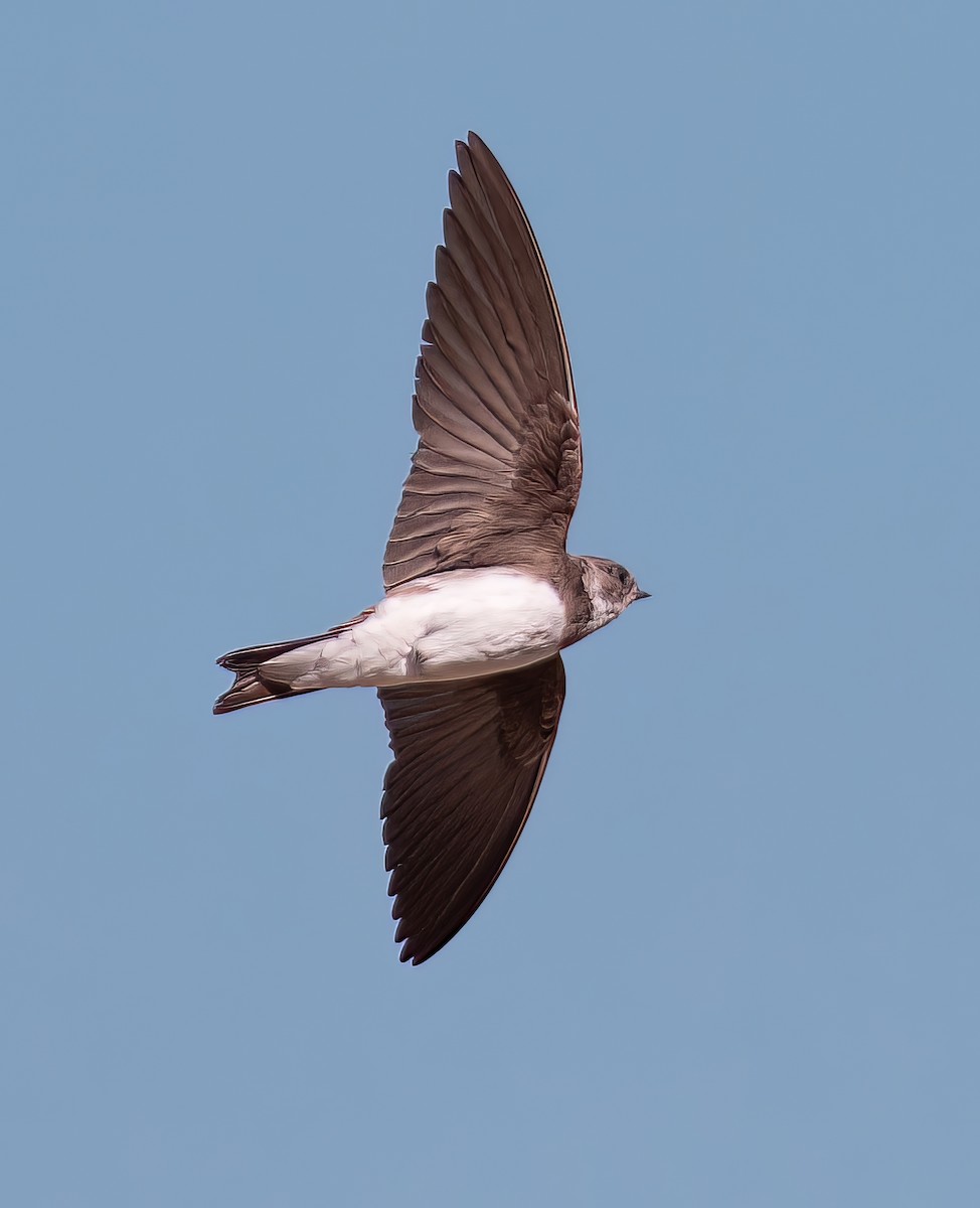 Uhalde-enara arrunta - ML644742599