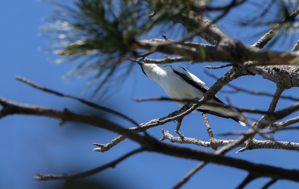 ミイロサンショウクイ - ML644742607