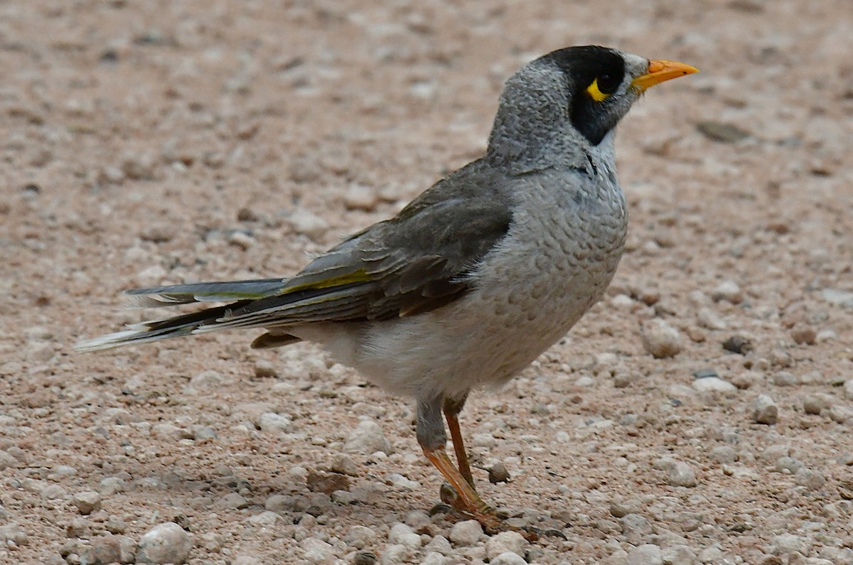 skravlehonningeter - ML644742608