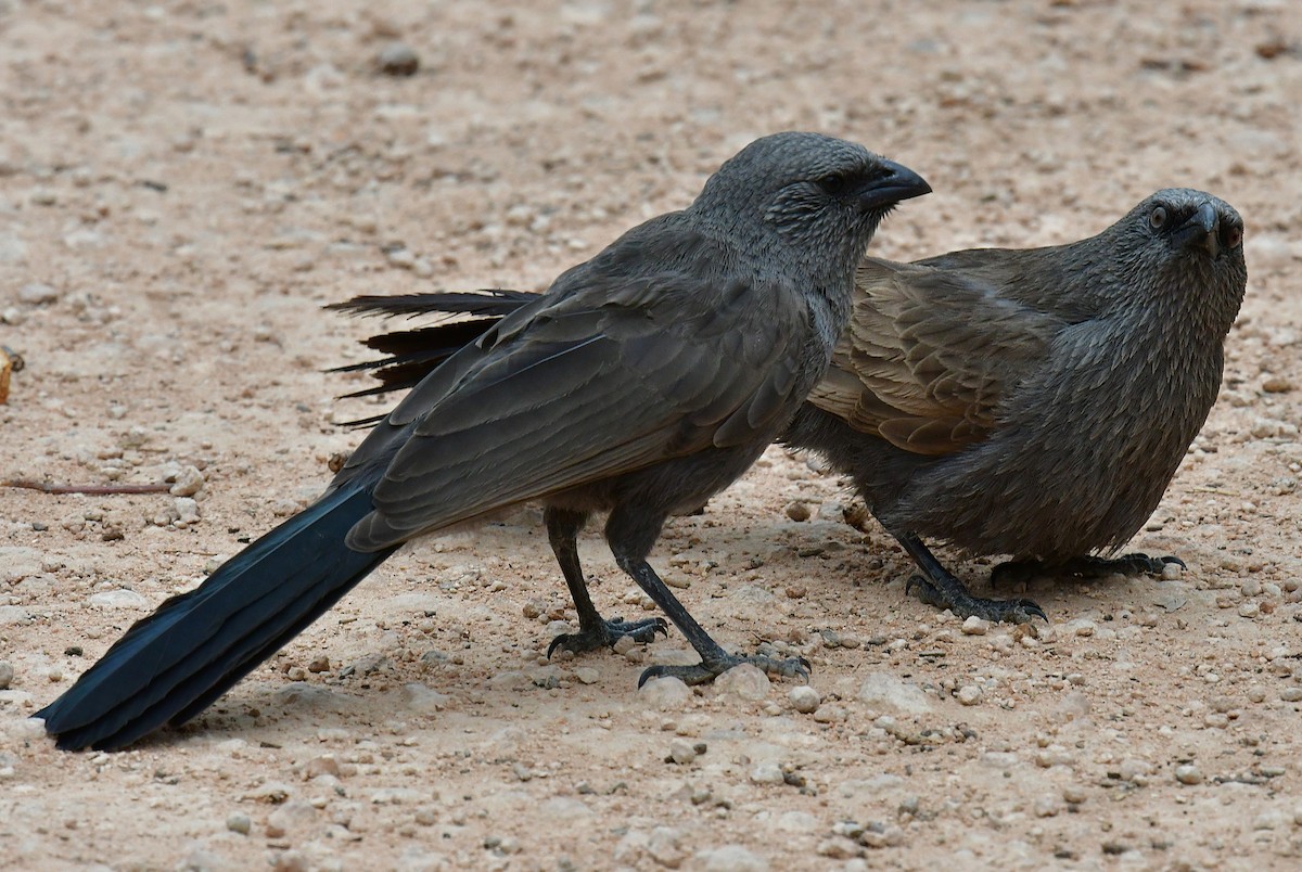 apostelfugl - ML644742611