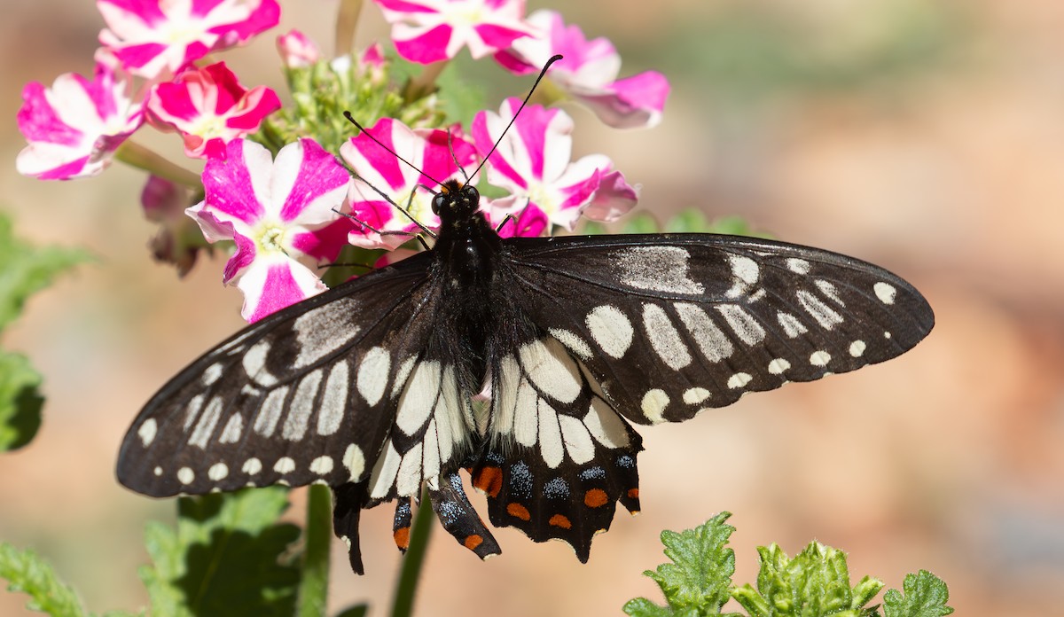 Dainty Swallowtail - ML644742617