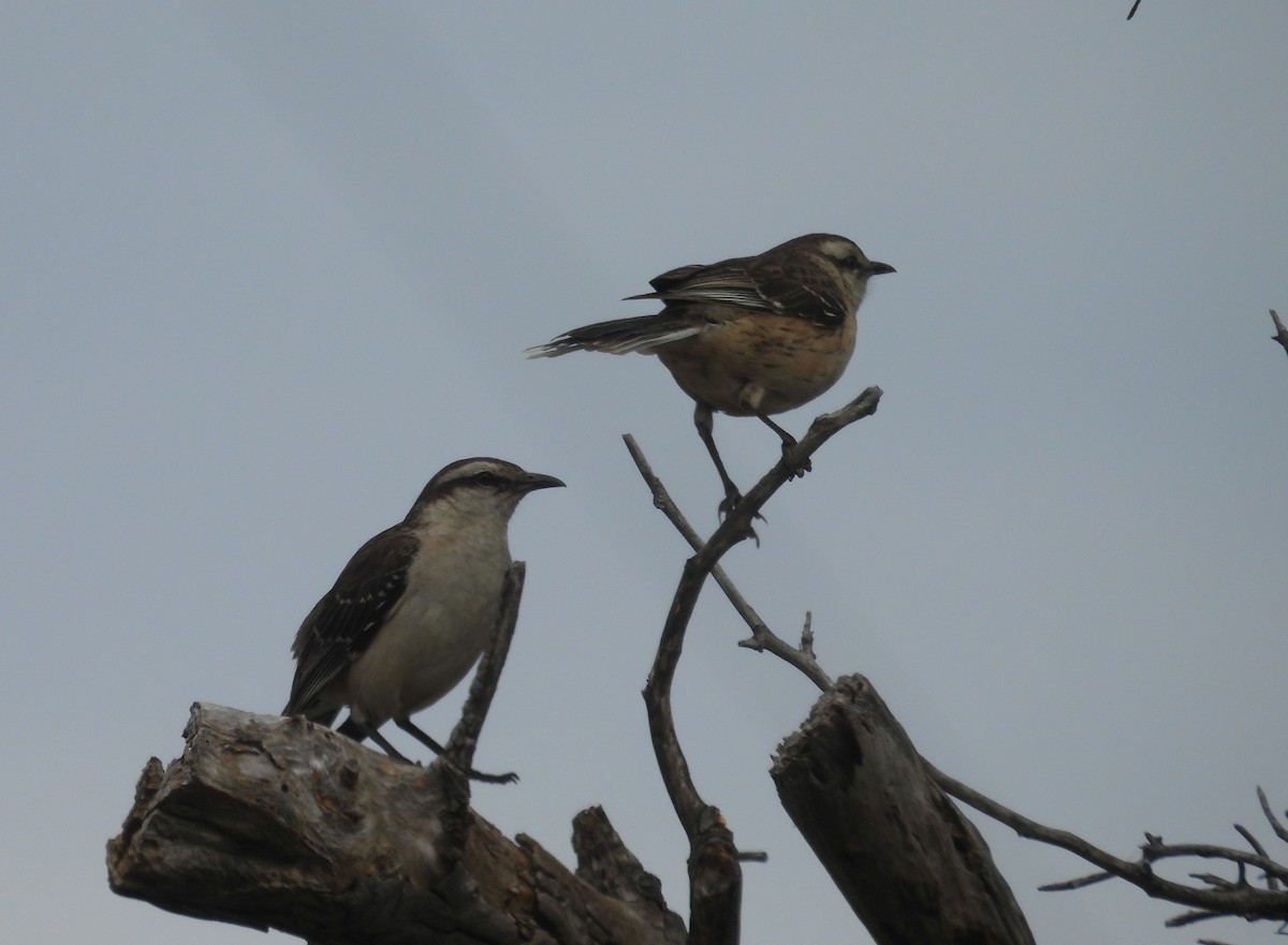 Kampo Taklitçisi - ML644742622