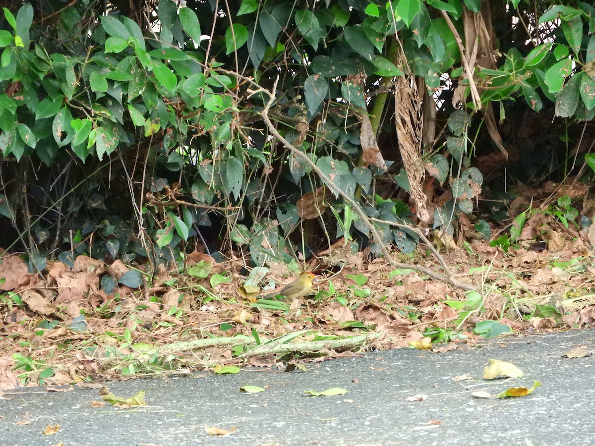 Rufous-capped Babbler - ML644742673