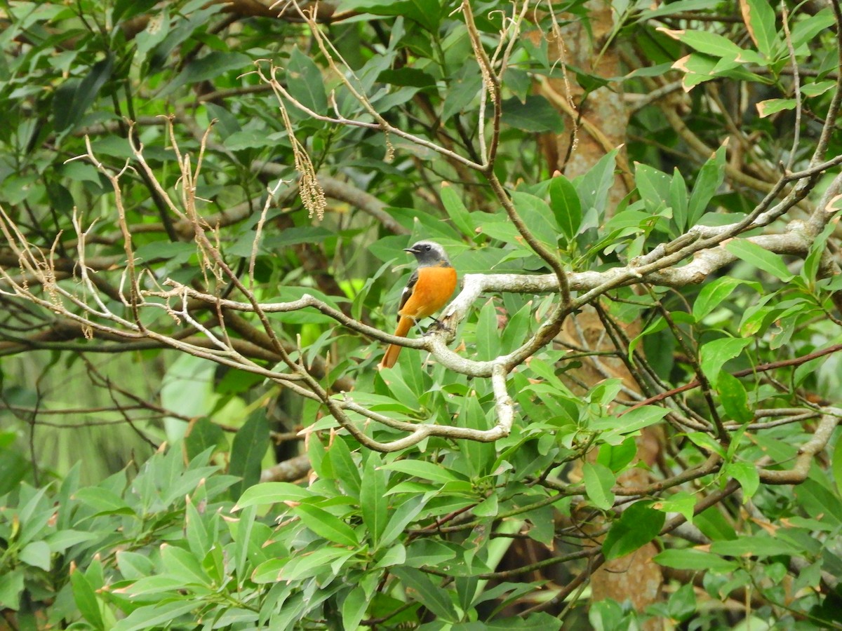 Daurian Redstart - ML644742687