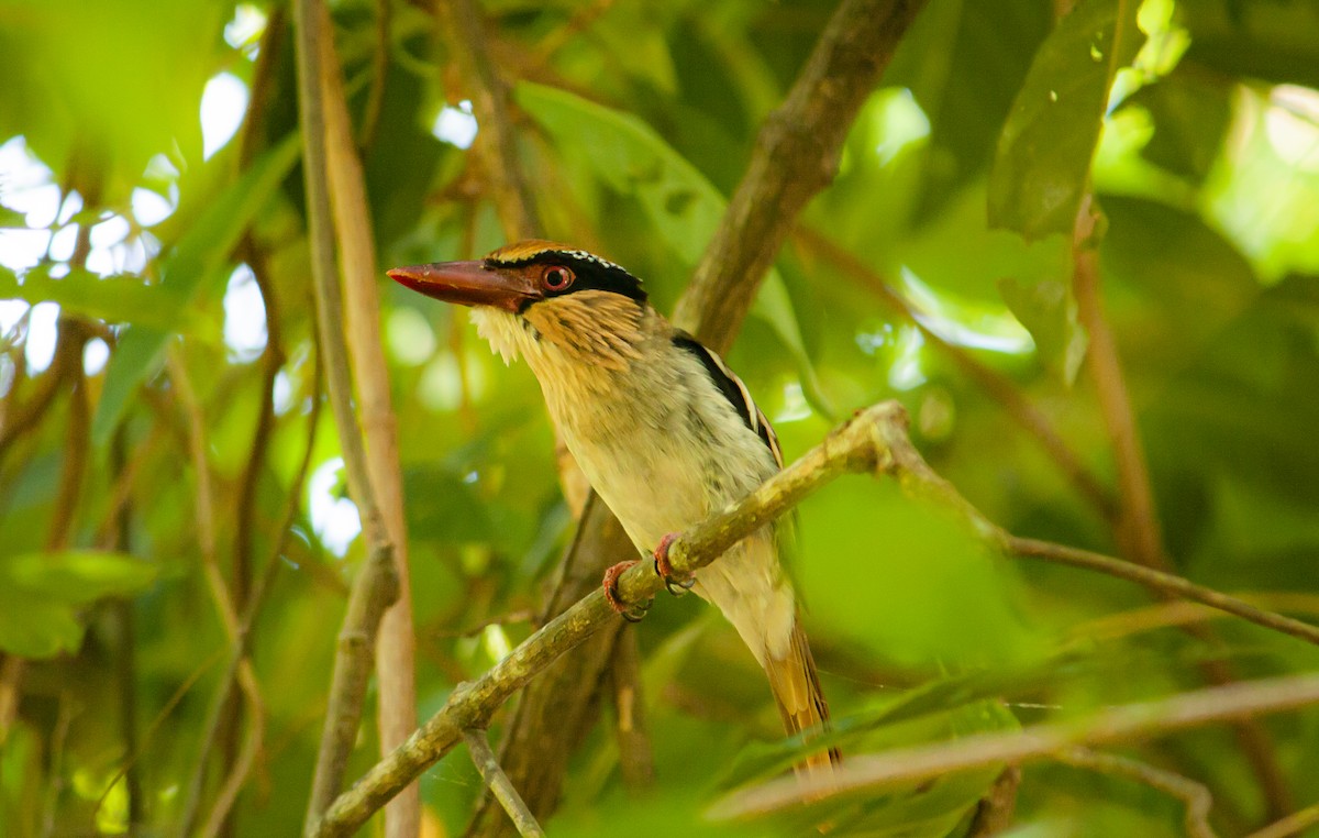 Sulawesi Lilac Kingfisher - ML644742688