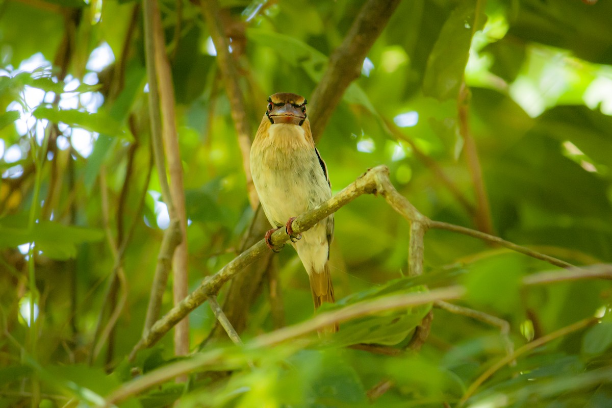 Sulawesi Lilac Kingfisher - ML644742689
