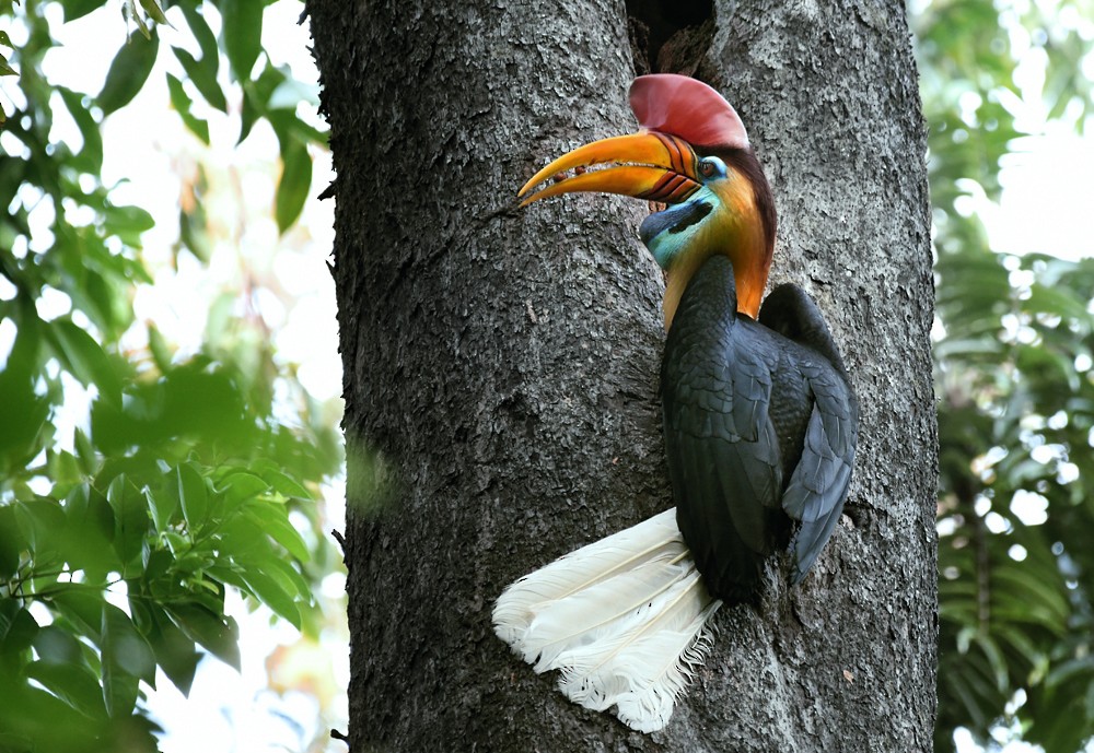 アカコブサイチョウ - ML644742691