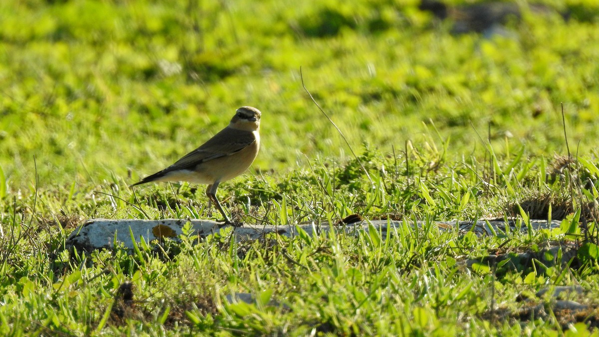 ハシグロヒタキ - ML644742693