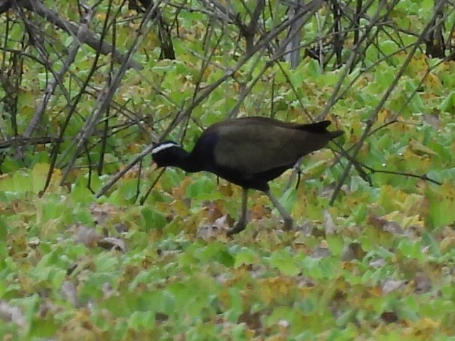 Bronze-winged Jacana - ML644742698