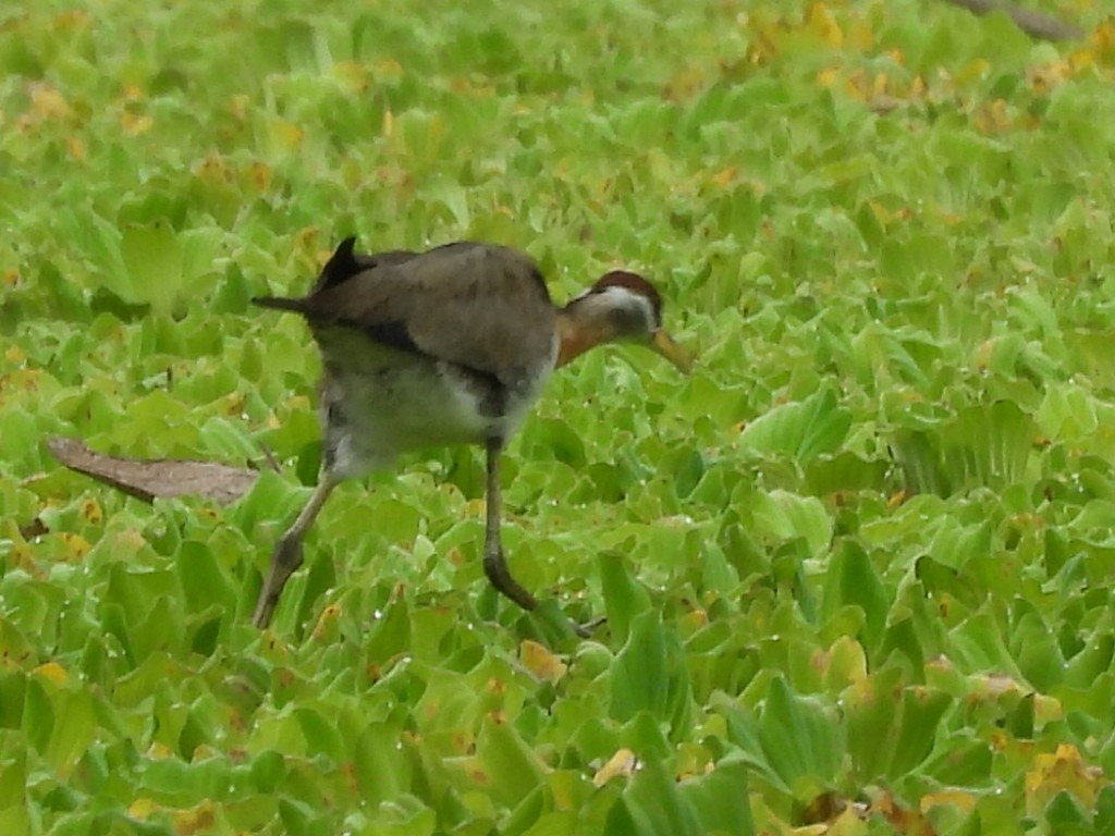 Bronze-winged Jacana - ML644742700