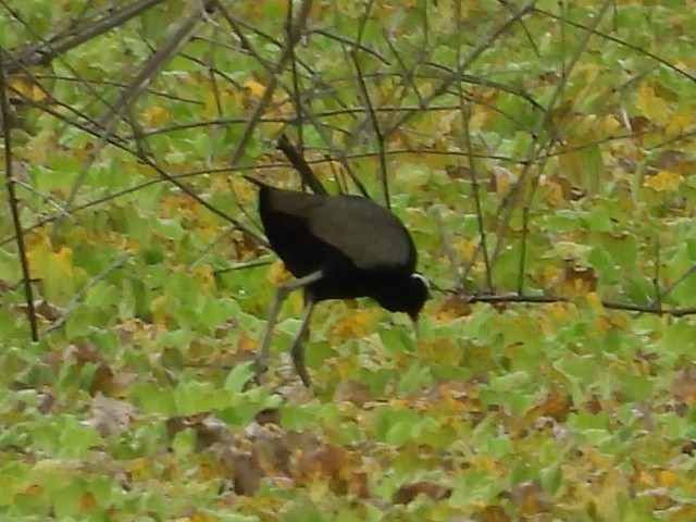 Bronze-winged Jacana - ML644742701