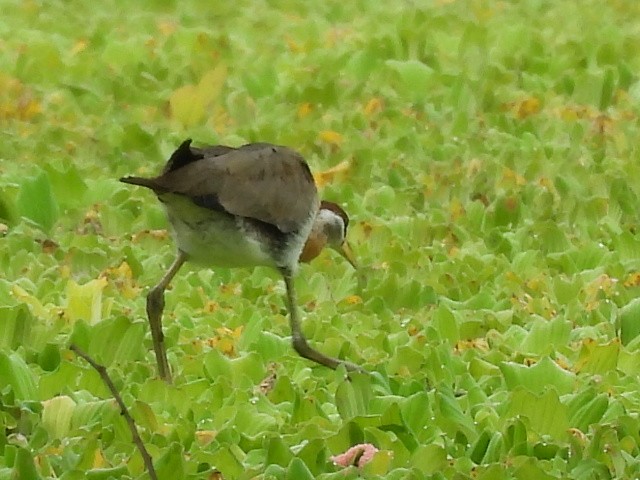 Bronze-winged Jacana - ML644742706